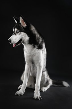 Genç Husky oturma