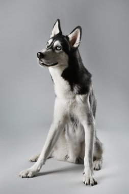 Genç Husky oturma