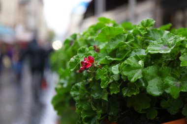çiçek Caddesi üzerinde tencere