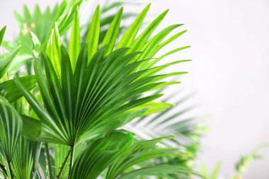 Yeşil palmiye yaprakları