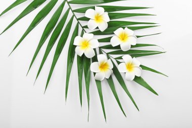 Plumeria çiçek ve palmiye yaprakları