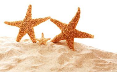 Büyük güzel starfishes  