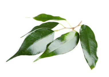 taze kauçuk ağacı