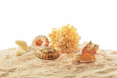 Deniz yıldızı, mercan ve kabukları kum üzerinde