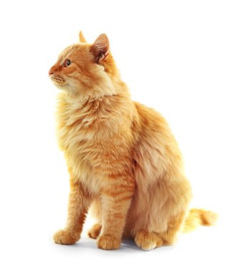 Kırmızı kedi beyaz arka plan üzerinde izole çalmaya