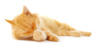 Kendisi beyaz arka plan üzerinde izole kabarık kırmızı kedi temizler