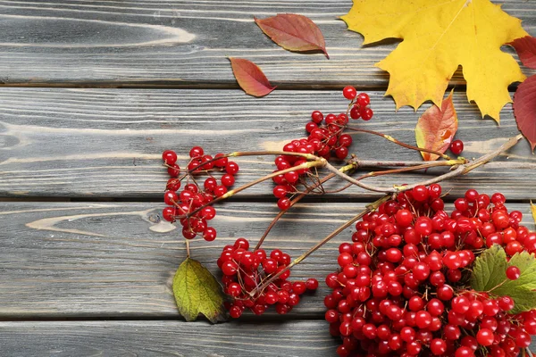 Herbstblätter — Stockfoto