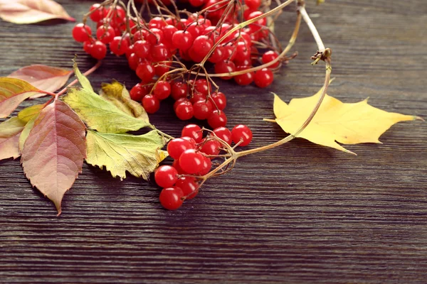 秋の紅葉 — ストック写真