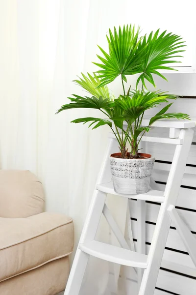 Palm tree in flowerpot — Stock Photo, Image