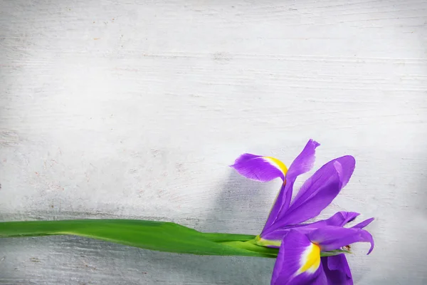 Το λουλούδι Ίρις όμορφη — Φωτογραφία Αρχείου