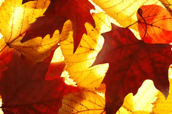 Hojas doradas de otoño —  Fotos de Stock