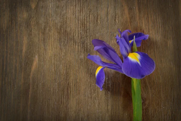 Belle fleur d'iris — Photo