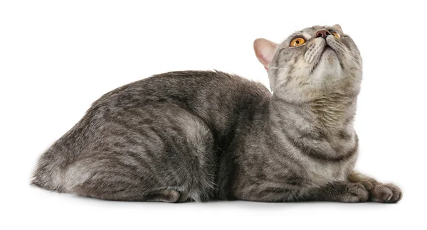 Bellissimo gatto grigio — Foto Stock