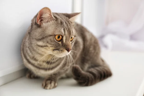 Gato gris sentado en tablero de ventana —  Fotos de Stock