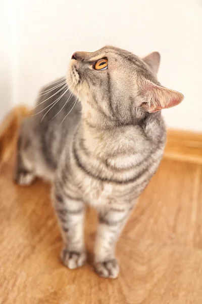 Чарівна сіра кішка на підлозі — стокове фото