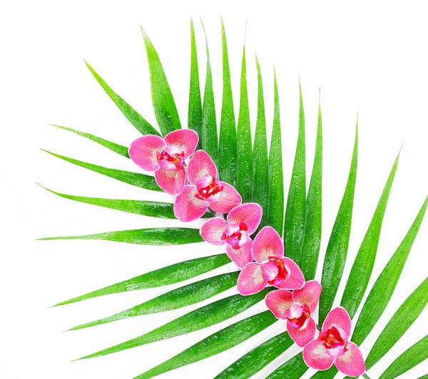 Orchid blommor och palmblad — Stockfoto