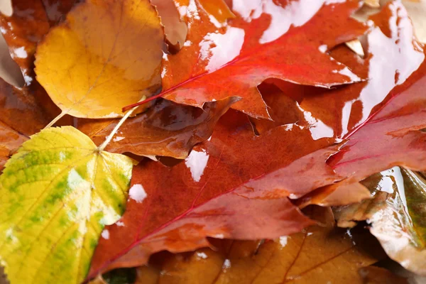 Autumn colourful wet  leaves — Stock Photo, Image