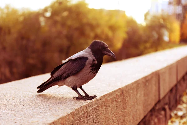 Corvo no parque, close-up — Fotografia de Stock