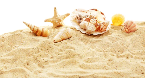 Beautiful shells on sand — Stock Photo, Image