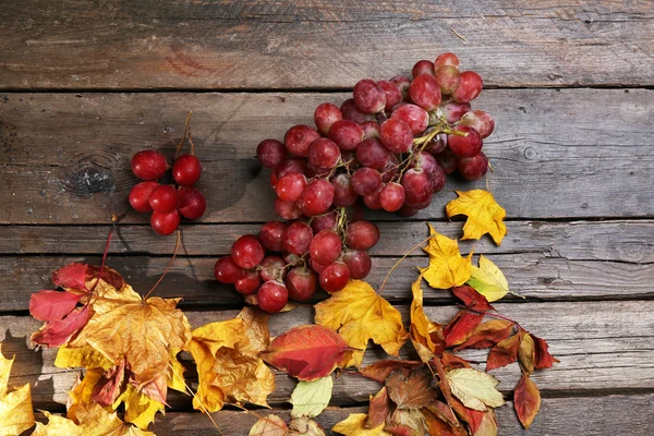 Mazzo d'uva e foglie colorate — Foto Stock