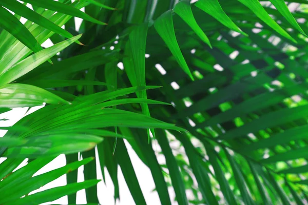 Φύλλα πράσινο φοινικών — Φωτογραφία Αρχείου