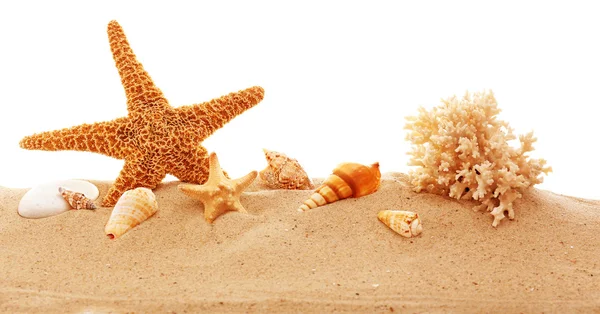 Hvězdice, korálů a mušlí na písku — Stock fotografie