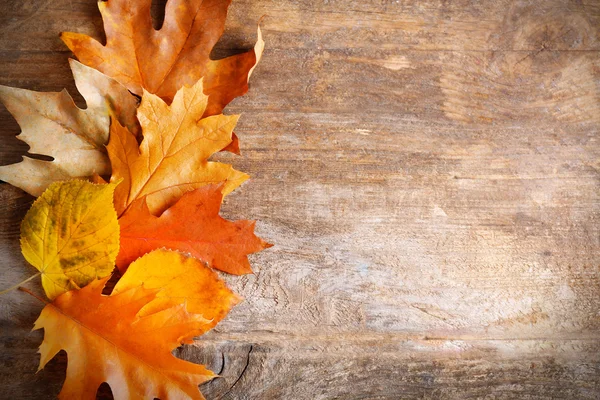 Autumn leaves background — Stock Photo, Image