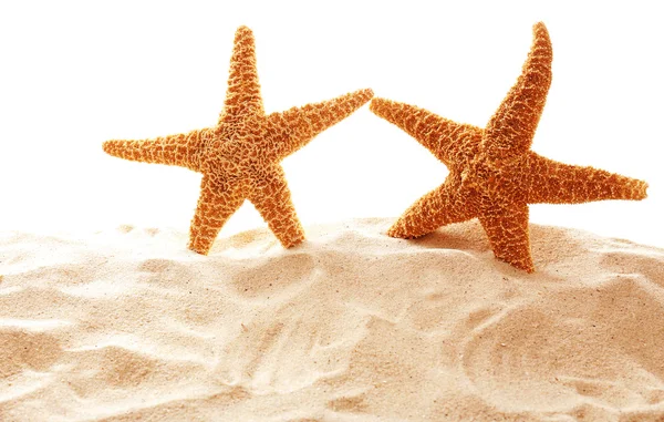 Grandes estrellas de mar hermosas —  Fotos de Stock