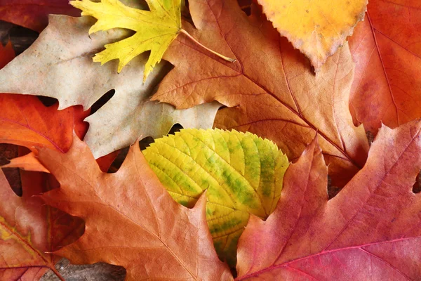 Autumn colourful leaves — Stock Photo, Image