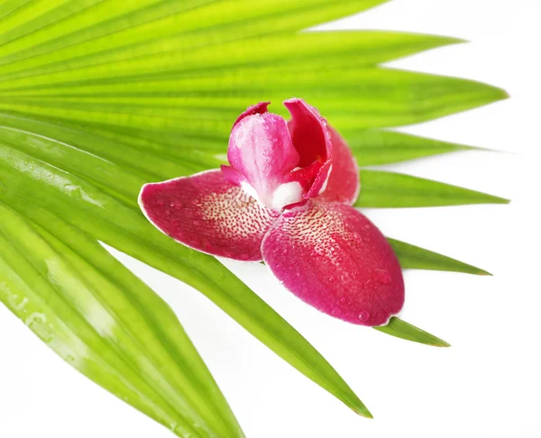 Orkidé blomma och palm blad — Stockfoto