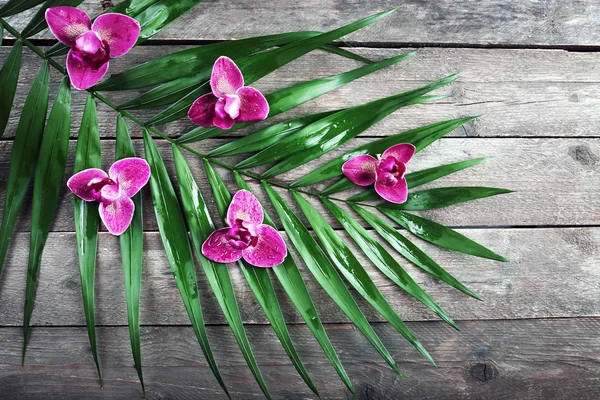 Orquídeas púrpuras con hojas de palma —  Fotos de Stock