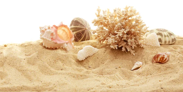 Belles coquilles et corail sur sable — Photo