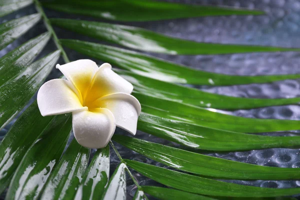 Frangipani blomma på palm lämnar — Stockfoto