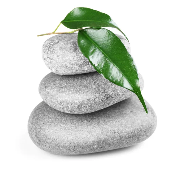 Rubber plant and spa stones — Stock Photo, Image