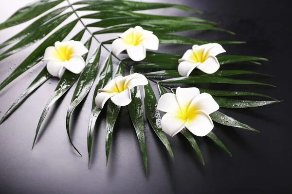 Frangipani цветок на пальмовых листьях — стоковое фото