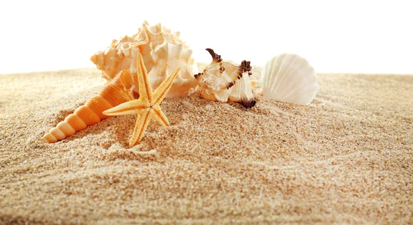 Étoiles de mer, coraux et coquillages sur sable — Photo