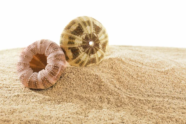 Sea shells on sand — Stock Photo, Image