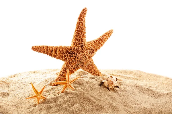 Deniz yıldızı ve kabukları kum üzerinde — Stok fotoğraf