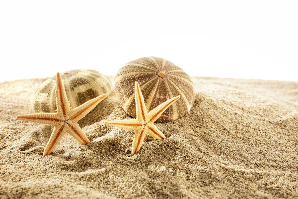 Deniz yıldızları ve kabukları — Stok fotoğraf