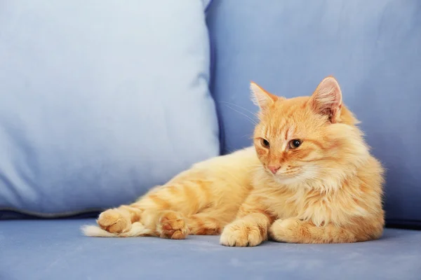 在灰色的沙发上铺设的红猫 — 图库照片
