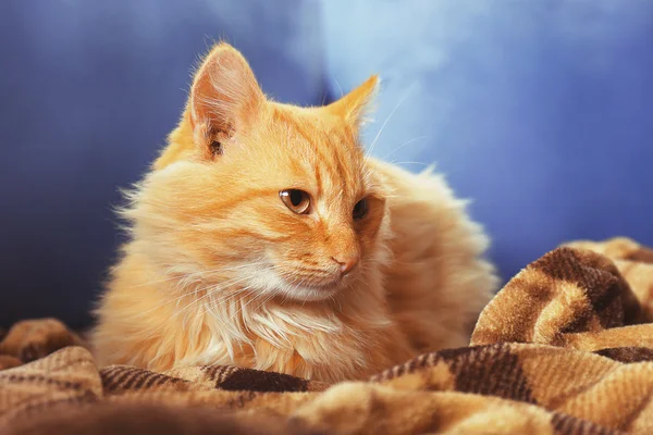 Flauschige rote Katze auf dem Sofa — Stockfoto