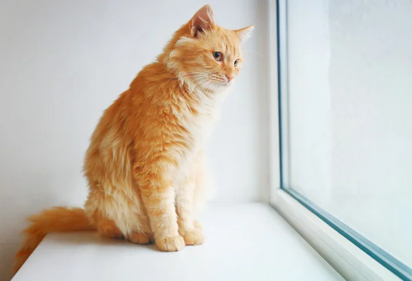 Röd katt sitter på fönstret ombord — Stockfoto