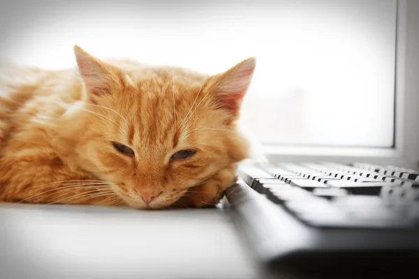 Gato vermelho com teclado de computador deitado na janela, close-up — Fotografia de Stock