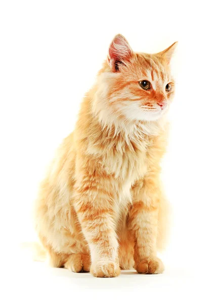 Fluffy red cat isolated on white background — Stock Photo, Image