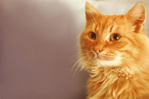 可爱的红猫，肖像关闭 — 图库照片