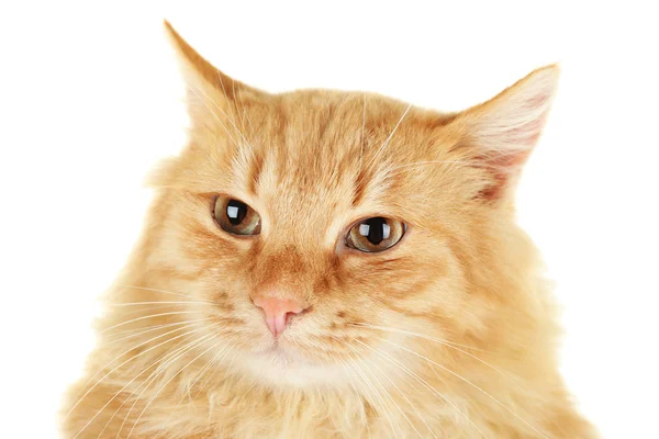 Flauschige rote Katze isoliert auf weißem Hintergrund, Nahaufnahme — Stockfoto