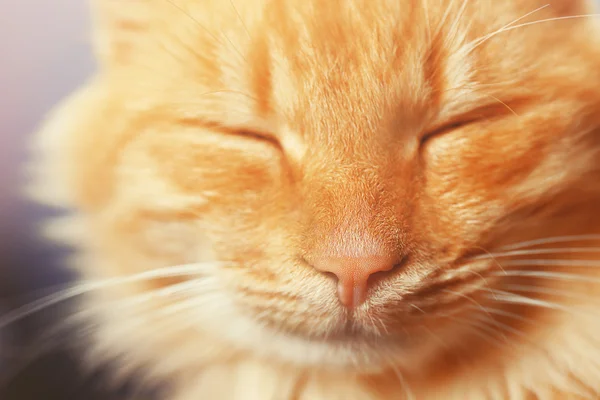 Retrato de gato rojo esponjoso en sofá con cuadros marrones, primer plano — Foto de Stock