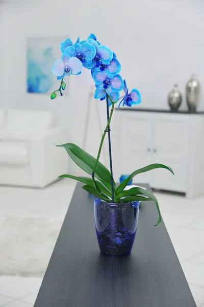 Gyönyörű kék orchidea virág — Stock Fotó