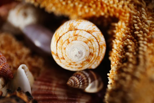 Sea star och seashell — Stockfoto