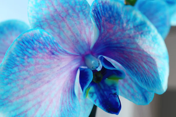 Beautiful blue orchid flowers